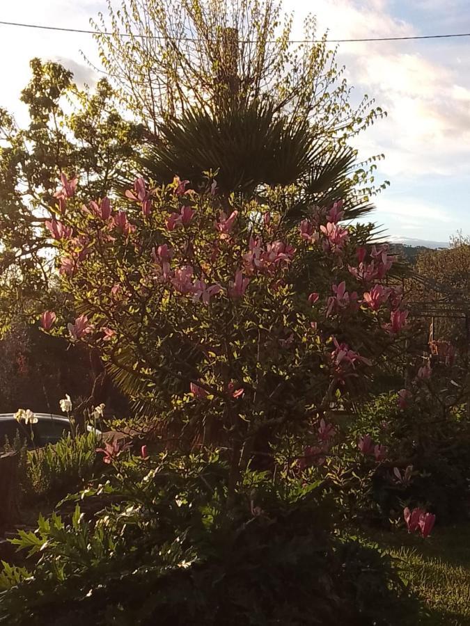 Magnolia Lejlighed Cortona Eksteriør billede