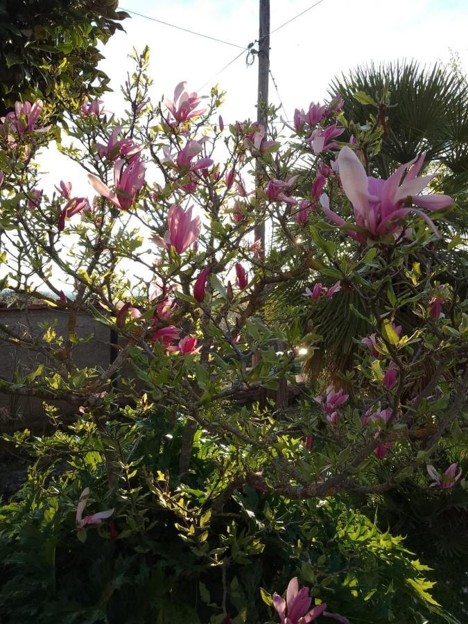 Magnolia Lejlighed Cortona Eksteriør billede