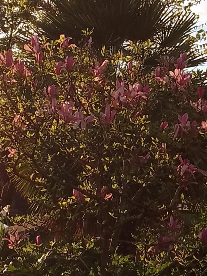 Magnolia Lejlighed Cortona Eksteriør billede